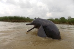 river-dolphin-kalyanpur