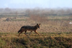 indian-jackal