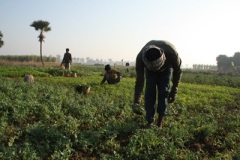 organic-farming