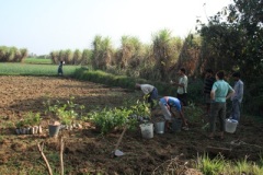 volunteering-fruit-plant